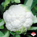 CF36 Xueyu 80 days cold resistant f1 hybrid cauliflower seeds